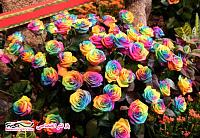 Rainbow roses7