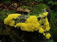 small plants 22
