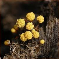 small plants 23