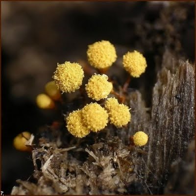 small plants 23