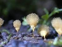small plants 21