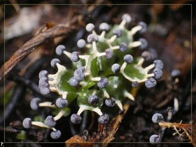 small plants 12222222222