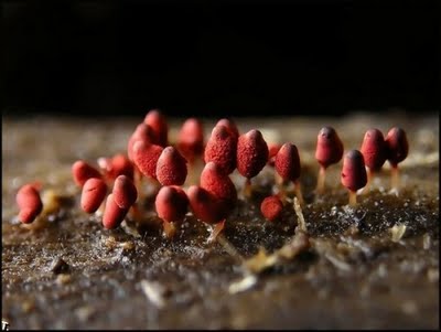 small plants 30