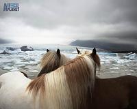 horseinice 766056205