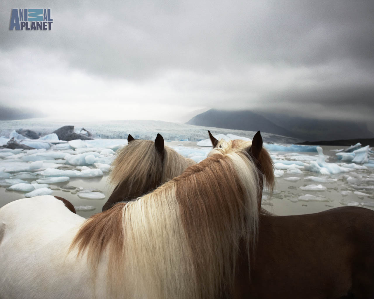 horseinice 766056205