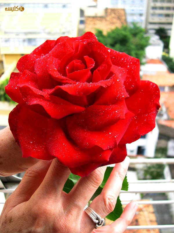 Rose5[1]