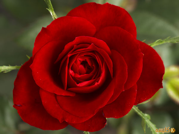 Rose12[1]