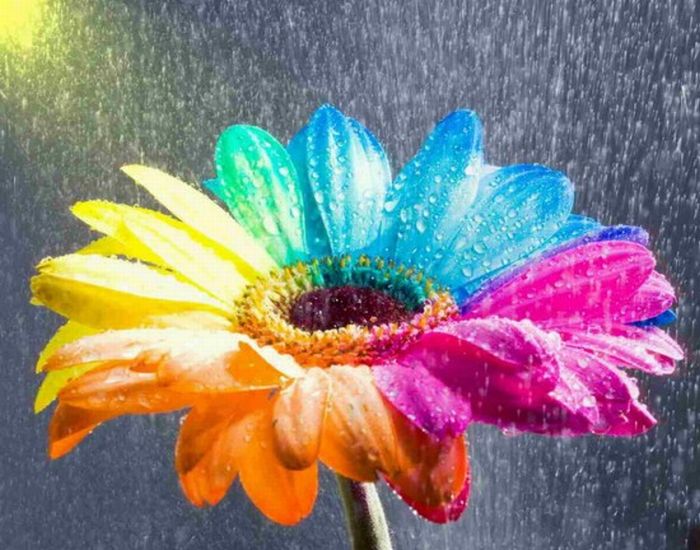colorful flowers 01