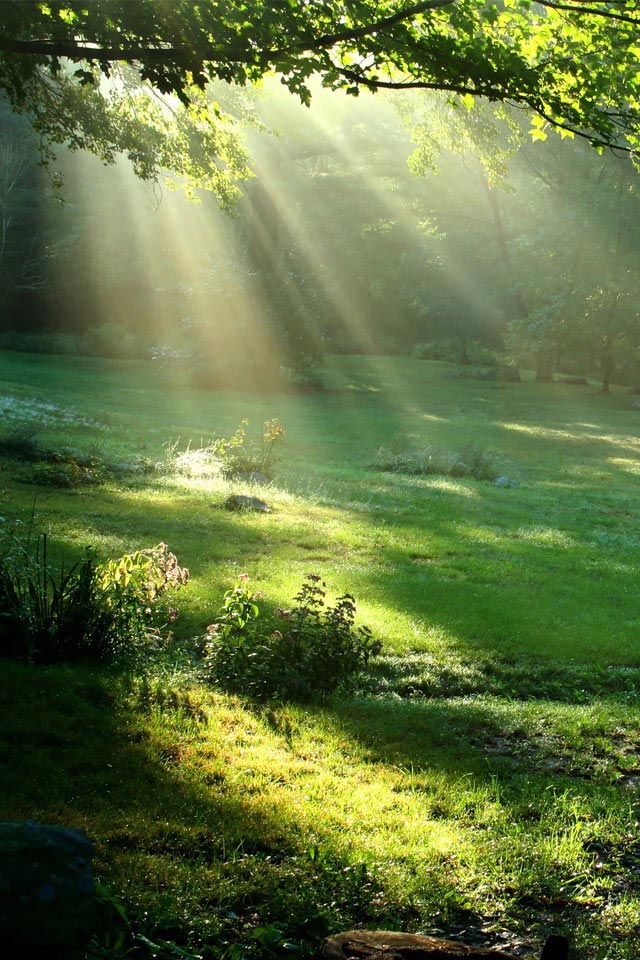 BestNature Persian Star Group 20