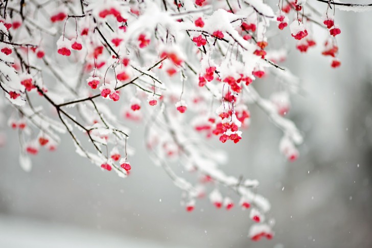 branches snow nature 485x728