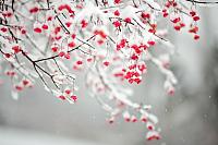 branches snow nature 485x728