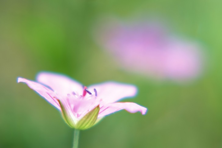 flower computer background high definition wallpaper 485x728