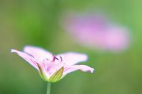 flower computer background high definition wallpaper 485x728