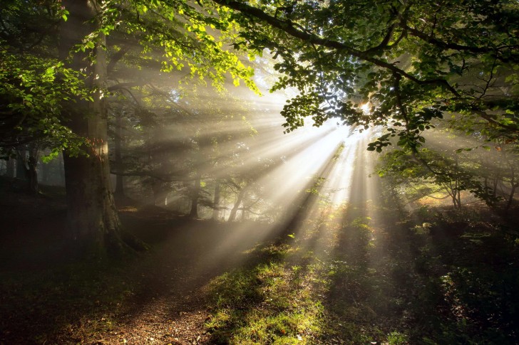 forest trees summer nature1 485x728