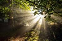 forest trees summer nature1 485x728
