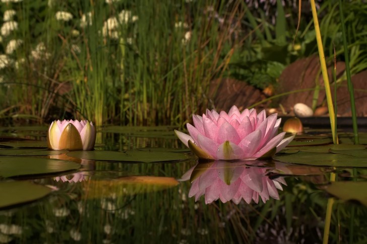 nature flower pink lily lily of the water petals lake 485x728