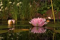 nature flower pink lily lily of the water petals lake 485x728