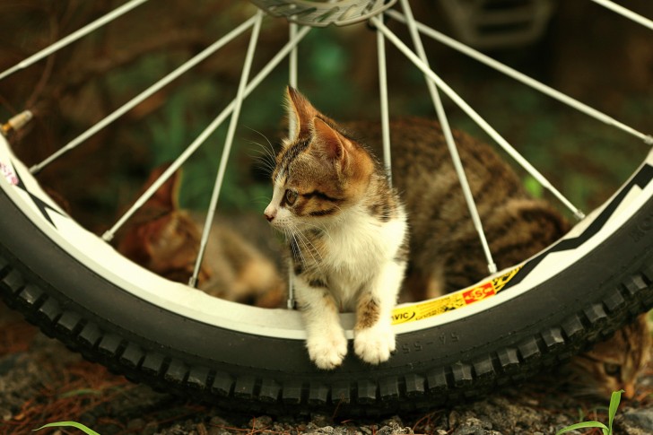 nature kitten 485x728