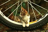 nature kitten 485x728