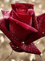 Nature Screensaver  (3)