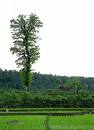 images[69]