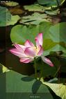 images[59]