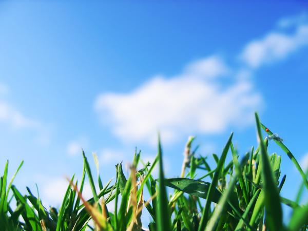 nature 0049