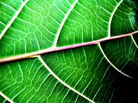 nature 0096
