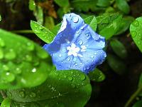 nature 0086