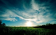 grassy sunsets