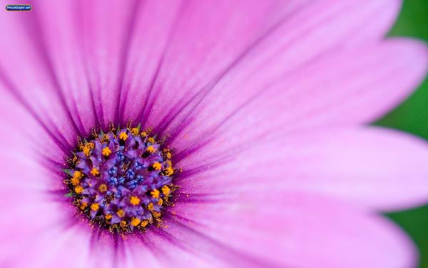 00925 flower21 1920x1200