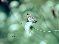 Digital photography [wallcoo com] fly butterfly