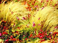 Digital photography [wallcoo com] wild flowers 03