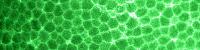 20090118 green foam pattern