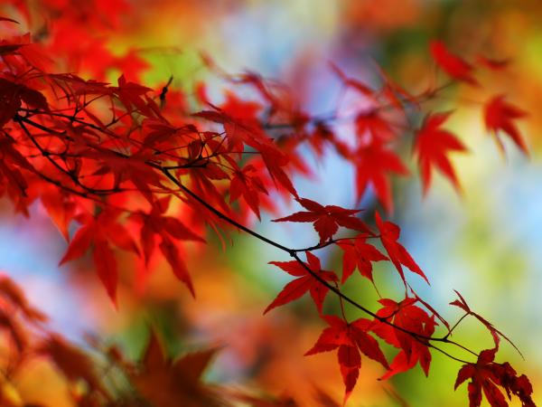 autumn