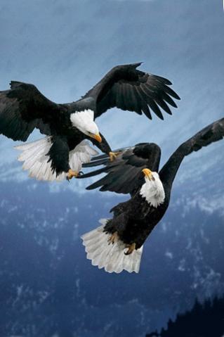 Bald Eagle Battle