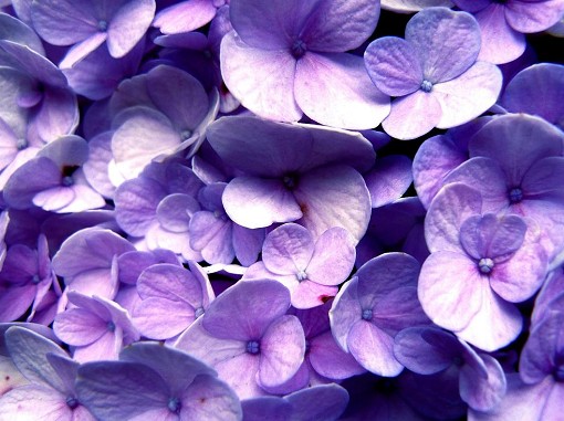 44836 romantic honeymoon flowers audio   multimedia other