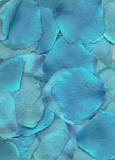 romantic teal petals beautiful