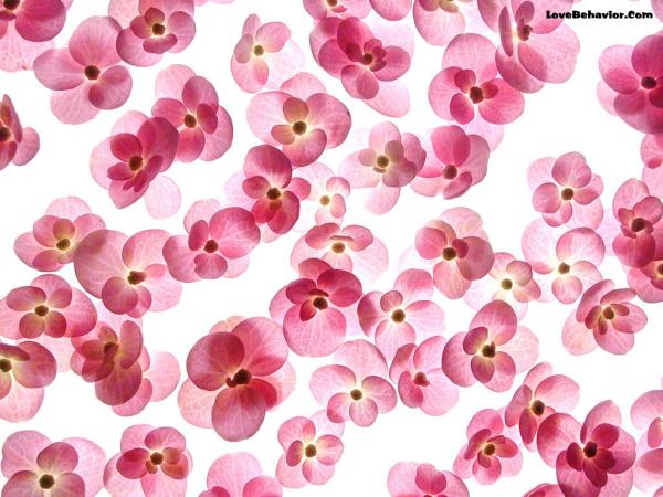 romantic flowers 7202