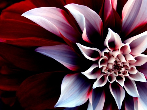 The Beautiful Enigmatic Flower