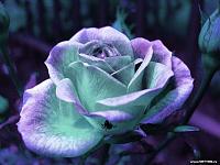 wallpaperiran (1)
