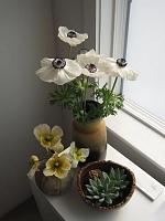 060410 flowers[1]
