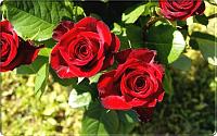 Red Roses flower rose pictures 453