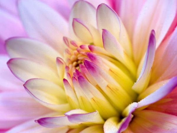 dalia flower wallpaper