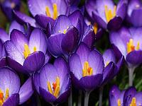 flowers1 %2520(1)