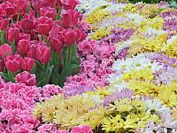 flowers1 %2520(2)