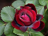 roses 14