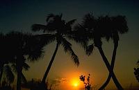 Trees & Plants 179