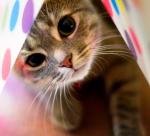 cutecat