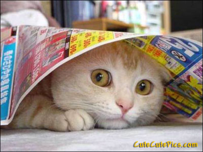 cute cat hiding